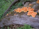 Chicken of the woods 1 by Alligator in Flowers