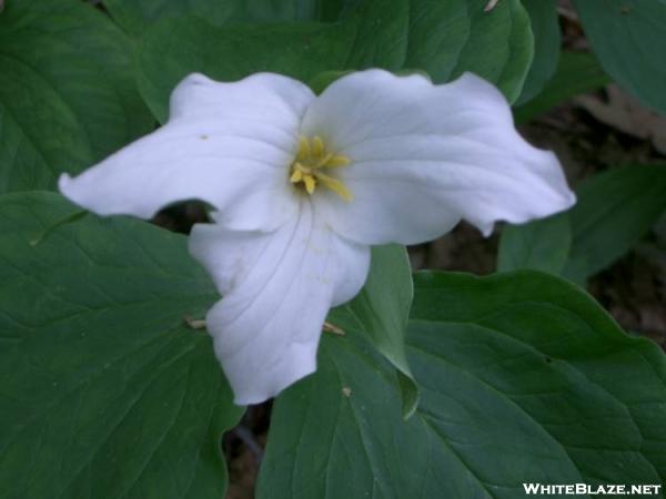 Trillium grandiflorum