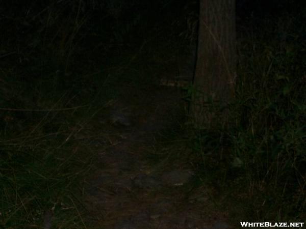 Timber Rattlesnake