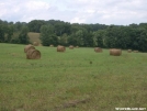 Hayfield in July by Alligator in Trail & Blazes in New Jersey & New York