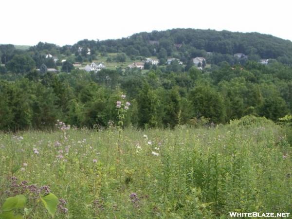 Wildflowers and town view