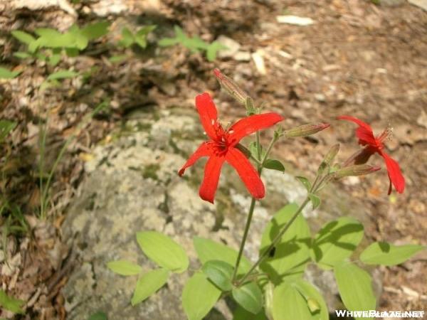 Roundleaf Catchfly