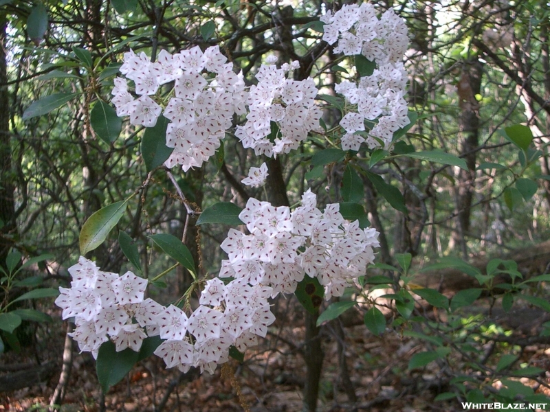 Mountain Laurel