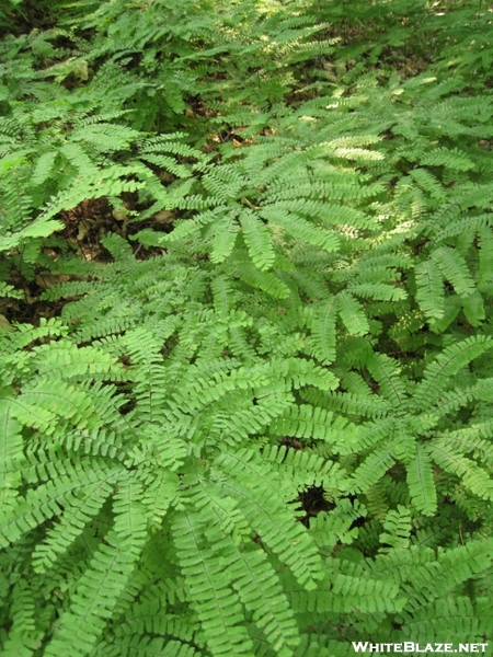 Maidenhair Fern Mass.