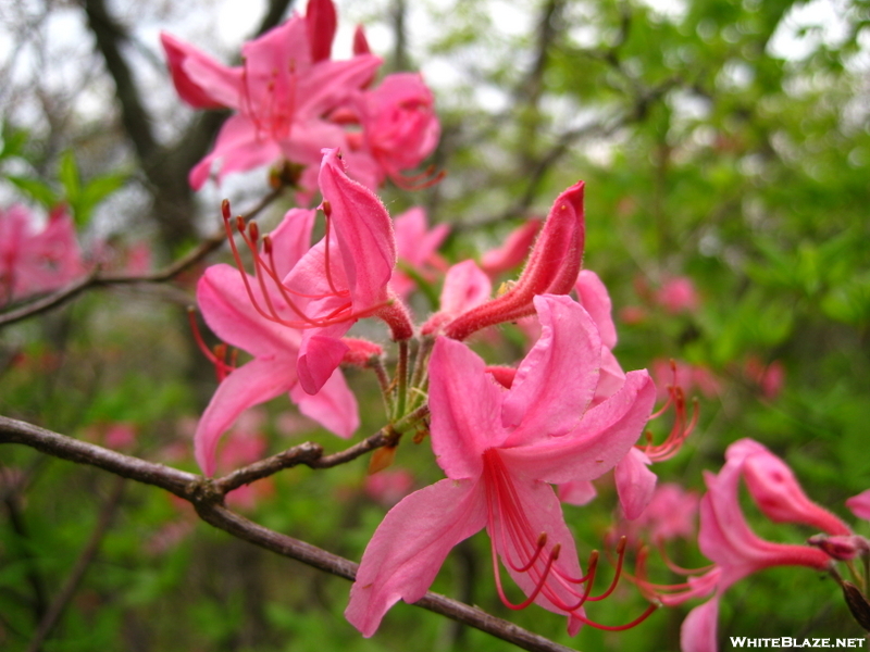 Pink Flame Azalea, Central Va