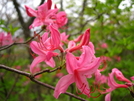 Pink Flame Azalea, Central Va by Doxie in Flowers