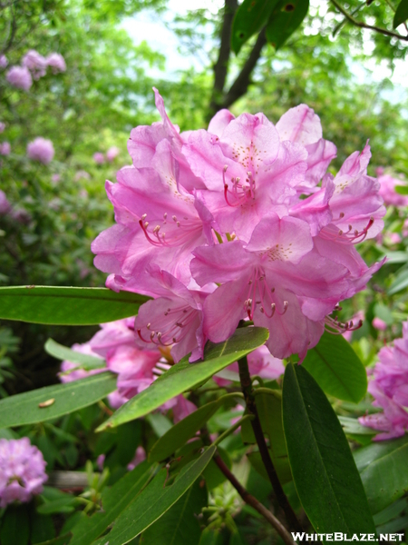 Rhododendron, Central Va