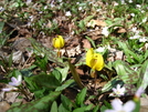Trout Lillies And Spring Beauties