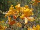 Flame Azalea by Doxie in Flowers