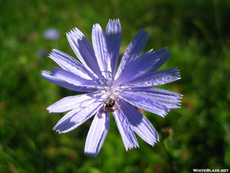 Chickory In New York