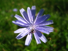 Chickory In New York by Doxie in Flowers