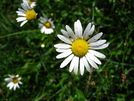 Ox-eye Daisy, New York