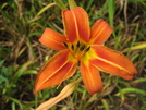 Daylily, Pa by Doxie in Flowers