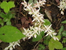 Va Wildflowers