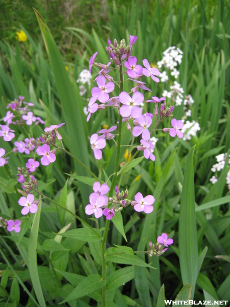 Va Wildflowers 2