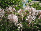 Pink Flame Azalea