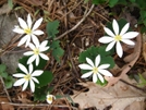 Bloodroot by Doxie in Flowers