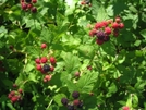 Blackberries by Doxie in Flowers