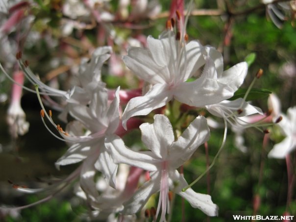 Flame Azalea