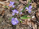 Dwarf Crested Iris 2 by Doxie in Flowers