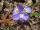Dwarf Crested Iris 3 by Doxie in Flowers