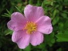 Wild Rose by Doxie in Flowers