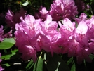 Rhododendron by Doxie in Flowers