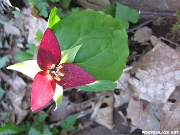 Trillium