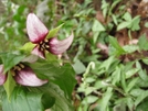 Trillium by Doxie in Flowers